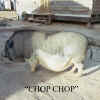 Chop_Chop_-_b.jpg (30940 bytes)